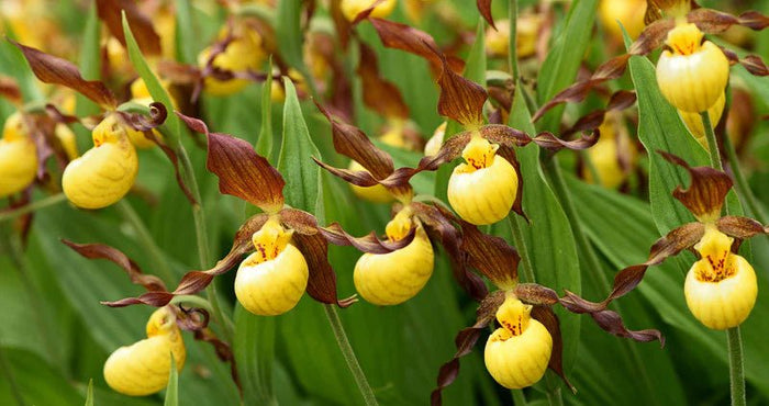 Can You Grow Orchids Outdoors in the UK? Yes – Here’s How! - Sprouts of Bristol