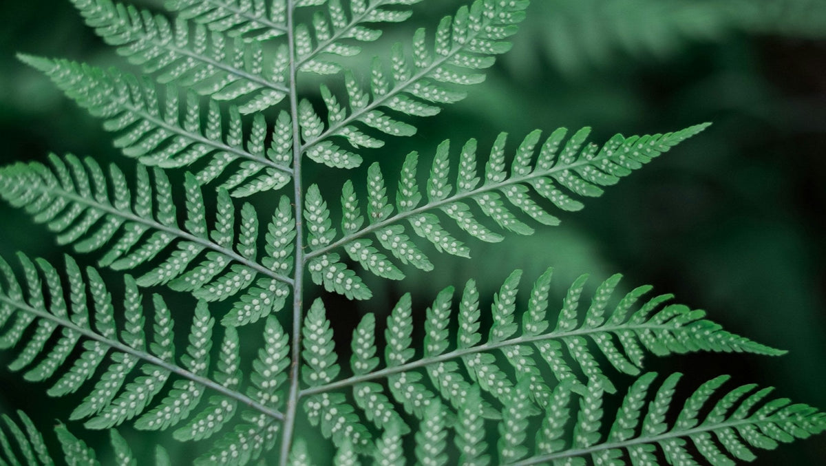 Our 16 Favourite Ferns… From Most to Least Challenging - Sprouts of Bristol