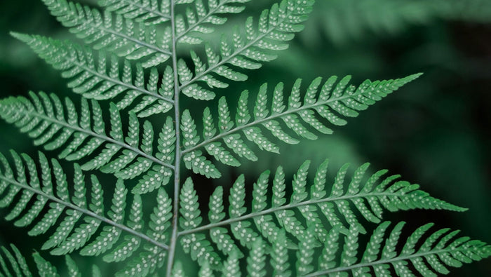 Our 16 Favourite Ferns… From Most to Least Challenging - Sprouts of Bristol