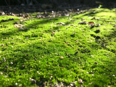Plant FAQs: Should I Grow a Moss Lawn? And If So, How? - Sprouts of Bristol