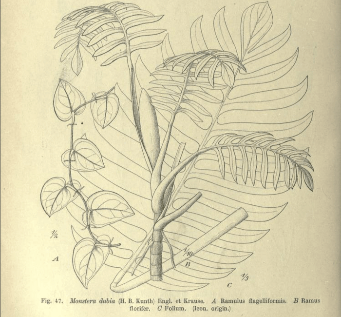 Plant FAQs: Why do Plants get Reclassified? - Sprouts of Bristol