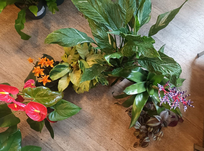 arc of plants viewed from above showing rainbow of colours