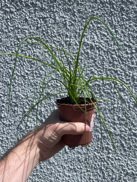 Outdoor Plants