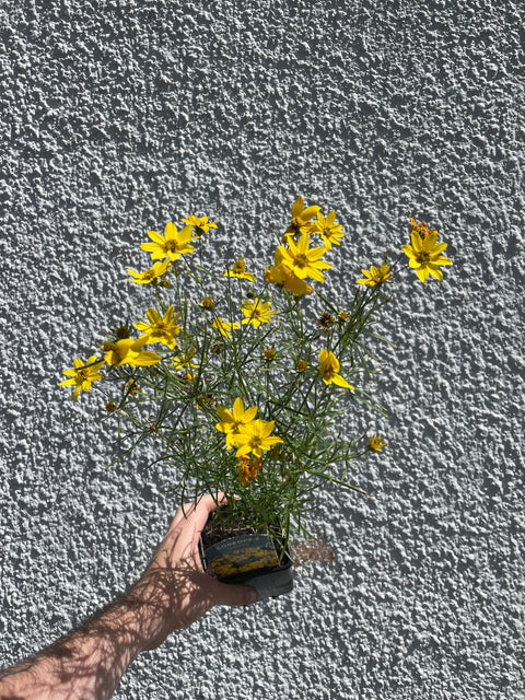 Coreopsis verticillata ‘Zagreb’ – British Grown