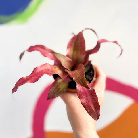 Cryptanthus bivittatus ‘Strawberry Flambee’ – Earth Star