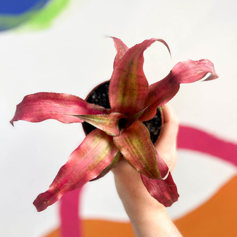 Cryptanthus bivittatus ‘Strawberry Flambee’ – Earth Star