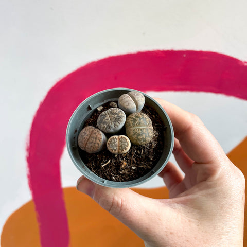 Lithops aucampiae - Lebende Steine