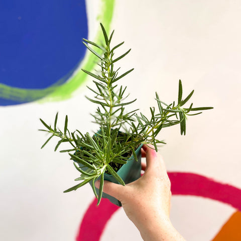 Rosemary - Rosmarinus 'Tuscan Blue' - Cotswolds Grown Culinary Herbs