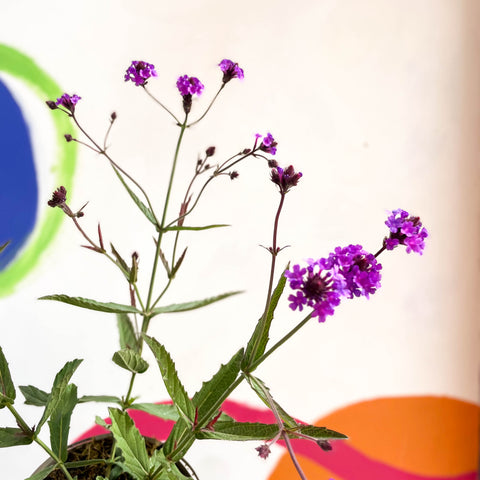 Schlankes Eisenkraut - Verbena rigida - mehrjährige Pflanze aus Cotswold