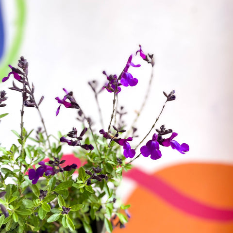 Salvia greggii 'Mirage Deep Purple' - mehrjährige Pflanze aus Cotswold