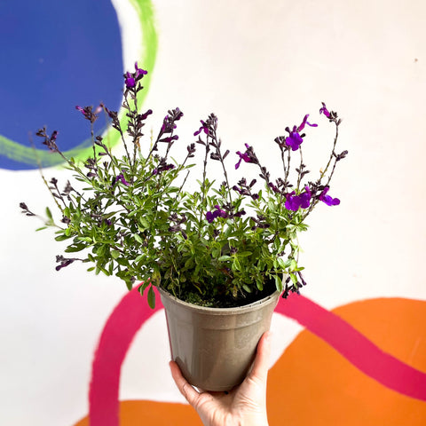 Salvia greggii 'Mirage Deep Purple' - mehrjährige Pflanze aus Cotswold