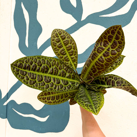 Labisia obtusifolia ‘Kura Kura’ - Turtle Back Plant