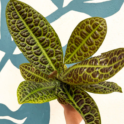 Labisia obtusifolia ‘Kura Kura’ - Turtle Back Plant