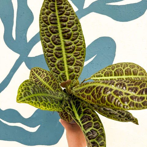 Labisia obtusifolia ‘Kura Kura’ - Turtle Back Plant