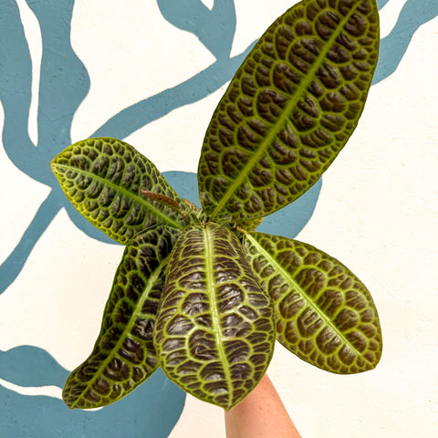 Labisia obtusifolia ‘Kura Kura’ - Turtle Back Plant