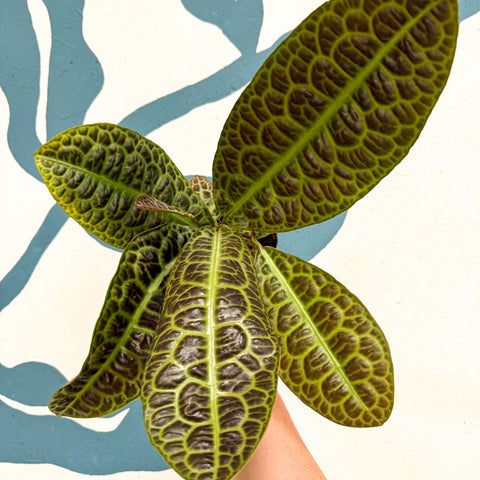 Labisia obtusifolia ‘Kura Kura’ - Turtle Back Plant