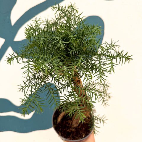 Araucaria cunninghamii - Hoop Pine Bonsai
