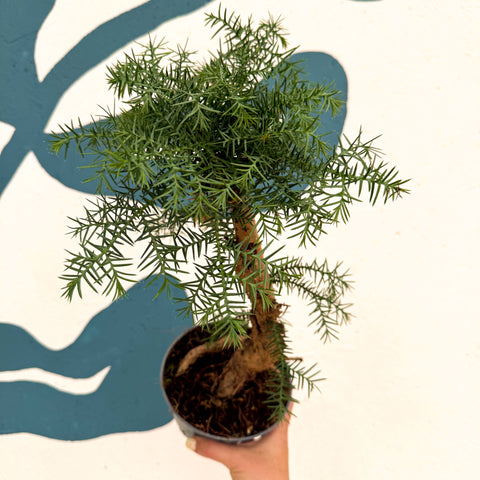 Araucaria cunninghamii - Hoop Pine Bonsai