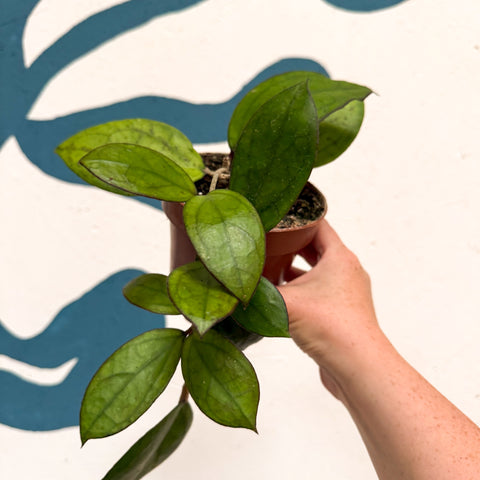 Hoya PMP176 'Joy' x 'Jennifer'