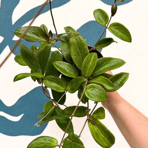 Hoya sp. UT208