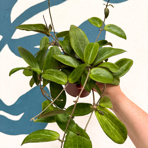 Hoya sp. UT208