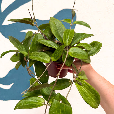 Hoya sp. UT208
