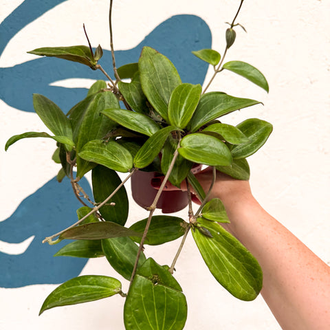 Hoya sp. UT208