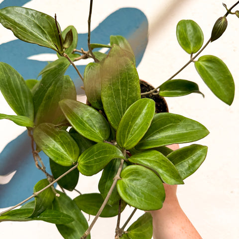 Hoya sp. UT208