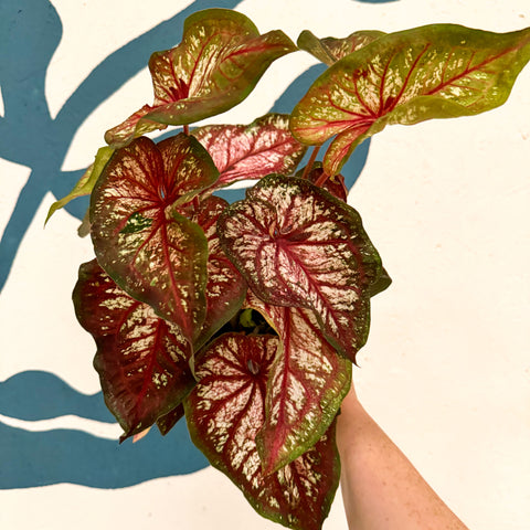 Caladium 'Xplosion'
