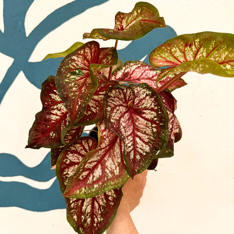 House Plant New Arrivals