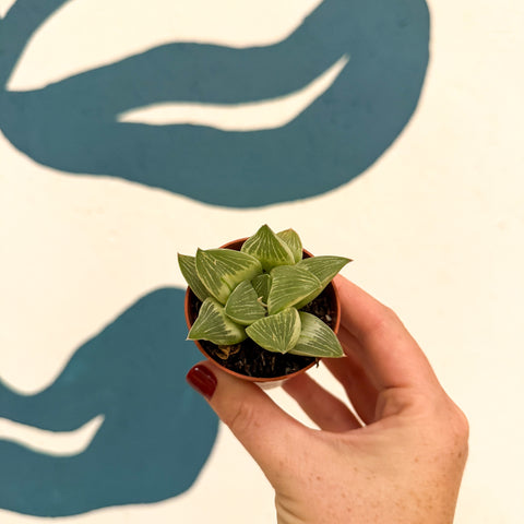 Haworthia retusa 'White Ghost'