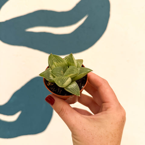 Haworthia retusa 'White Ghost'