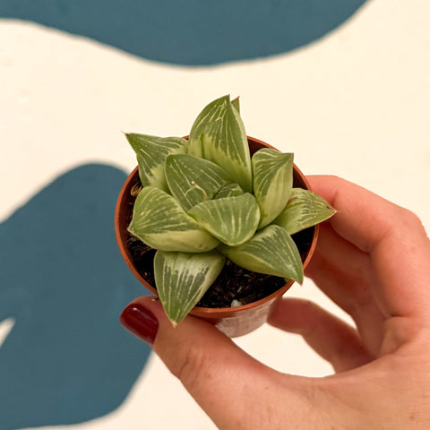Haworthia retusa 'White Ghost'