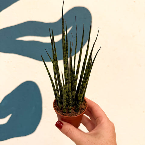 Sansevieria ‘Fernwood Mikado’ – Snake Plant