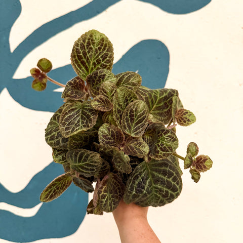 Episcia cupreata 'Shimmer' - Flame Violet
