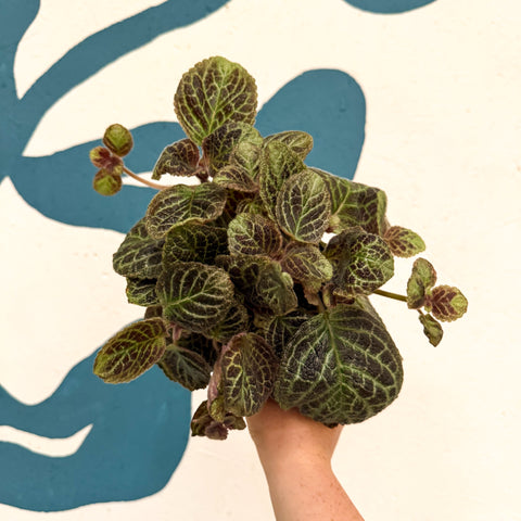 Episcia cupreata 'Shimmer' - Flame Violet