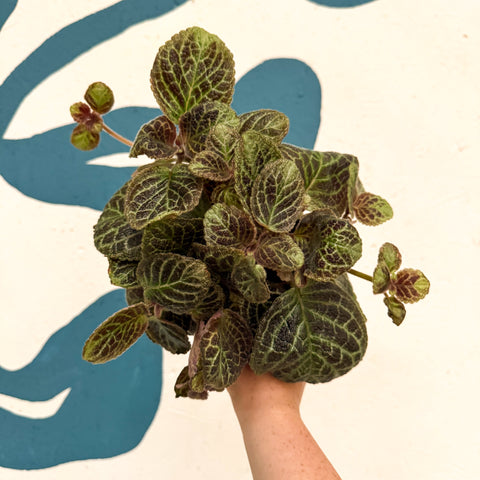 Episcia cupreata 'Shimmer' - Flame Violet
