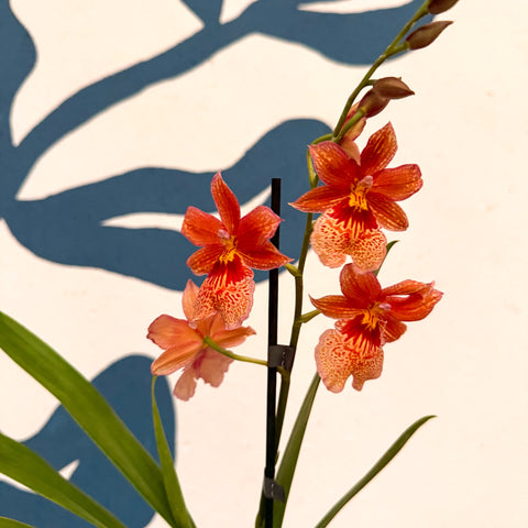 Oncidopsis × ‘Orange Nelly Isler’ – Orange Cambria Orchid