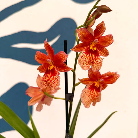 Oncidopsis × ‘Orange Nelly Isler’ – Orange Cambria Orchid