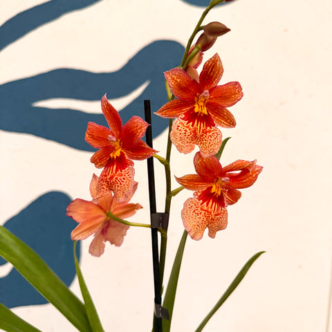 Oncidopsis × ‘Orange Nelly Isler’ – Orange Cambria Orchid