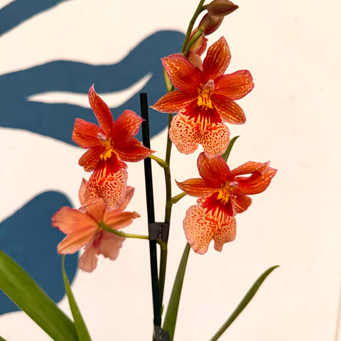 Oncidopsis × ‘Orange Nelly Isler’ – Orange Cambria Orchid
