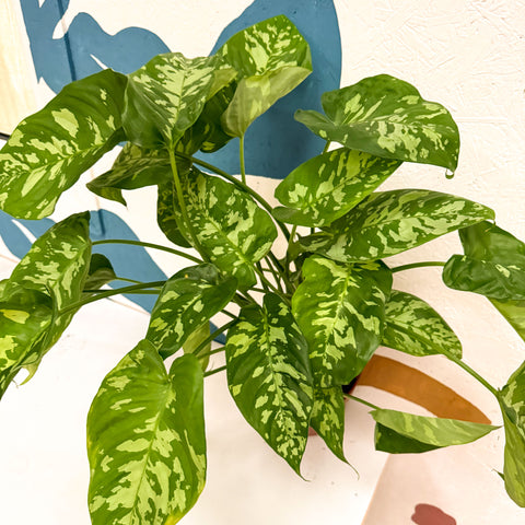Homalomena rubescens 'Candid'