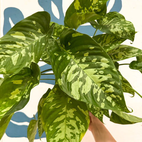 Homalomena rubescens 'Candid'