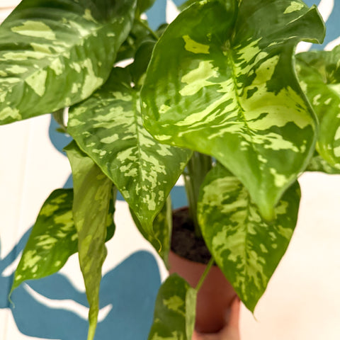 Homalomena rubescens 'Candid'