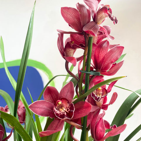 Bootsorchidee - Cymbidium 'Red Beauty'