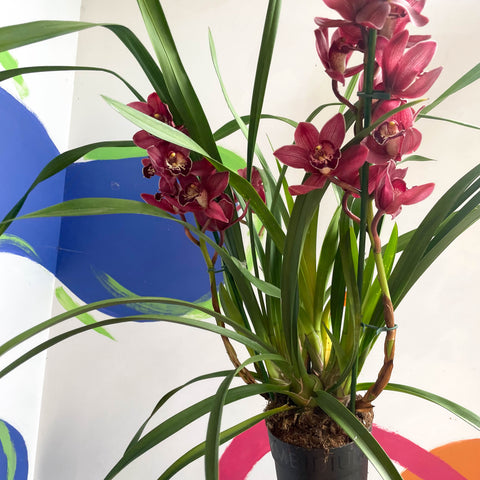 Bootsorchidee - Cymbidium 'Red Beauty'