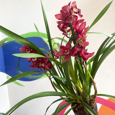 Bootsorchidee - Cymbidium 'Red Beauty'