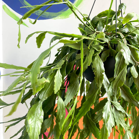 Waldkaktus - Rhipsalis occidentalis