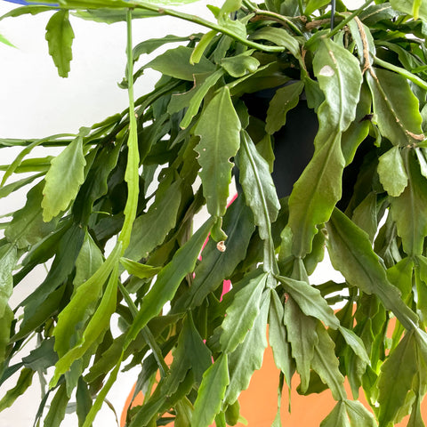 Waldkaktus - Rhipsalis occidentalis