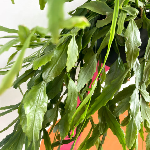 Waldkaktus - Rhipsalis occidentalis